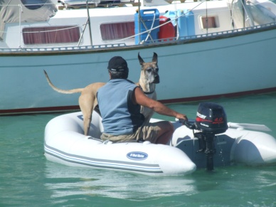Super-size your  Dinghy Dog: Gentle beast Caesar enjoys riding through the mooring field in Boot Key Harbor, Marathon, Florida.